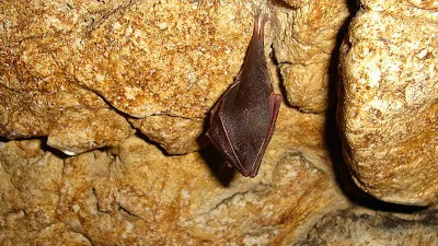 Peștera Liliecilor - Moeciu